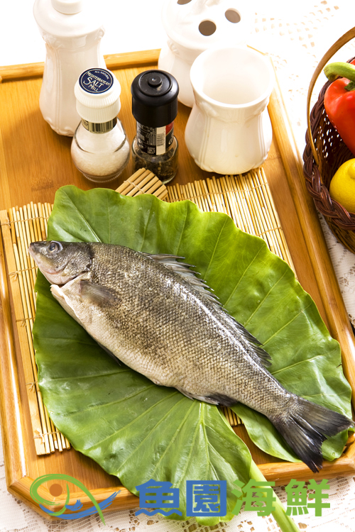 【魚園海鮮】銀鱸 (貴妃魚)